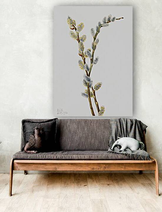 Pussy Willow Salix discolor 1920 by IStockHistory com