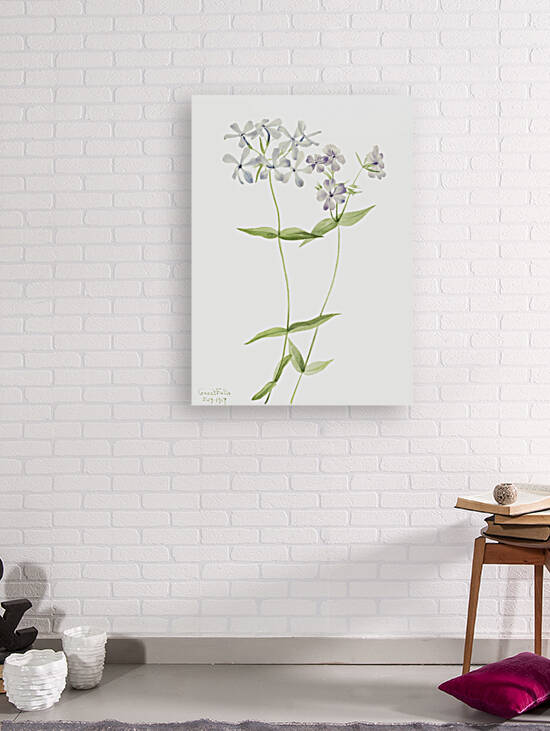 Blue Phlox Phlox divaricata 1917 by IStockHistory com