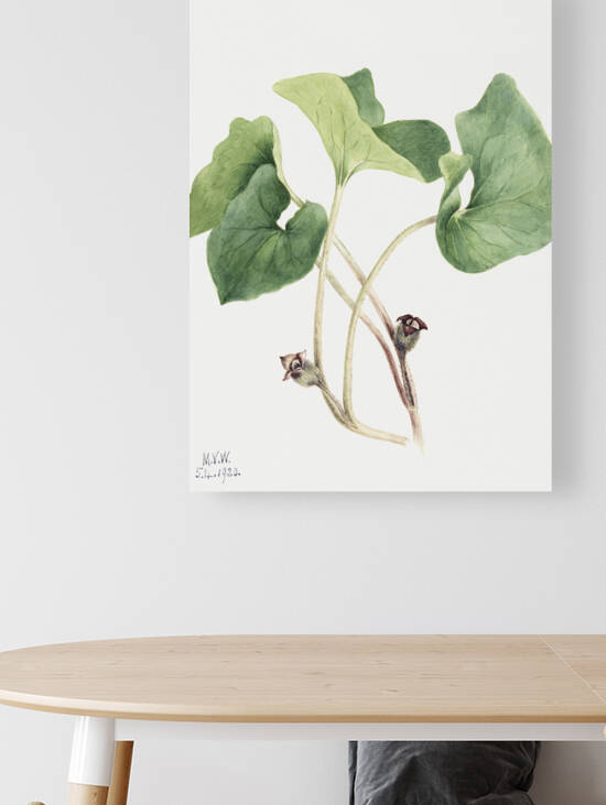 Maypop Passiflora incarnata 1926 by IStockHistory com