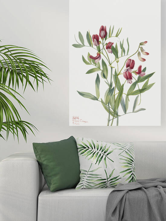 Wild Pea Lathyrus decaphyllus 1938 by IStockHistory com