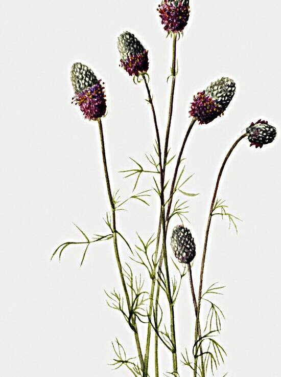 Purple Prairieclover Petalostemon purpureum 1927 by IStockHistory com