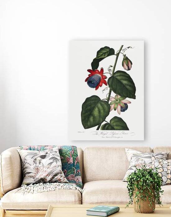 The Winged Passion-Flower Reproduction