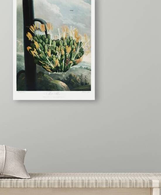 The Aloe by IStockHistory com
