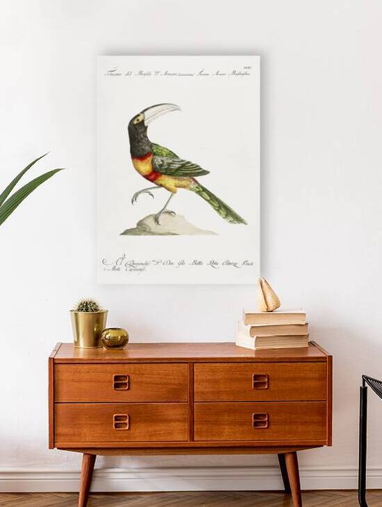 Tucana Aracari Brasilensibus Toucan by IStockHistory com