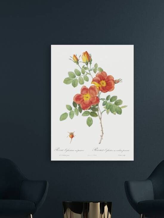 Vintage Austrian Briar rose by IStockHistory com