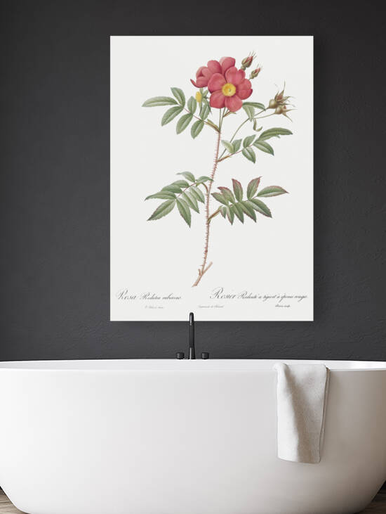 Vintage red rose by IStockHistory com