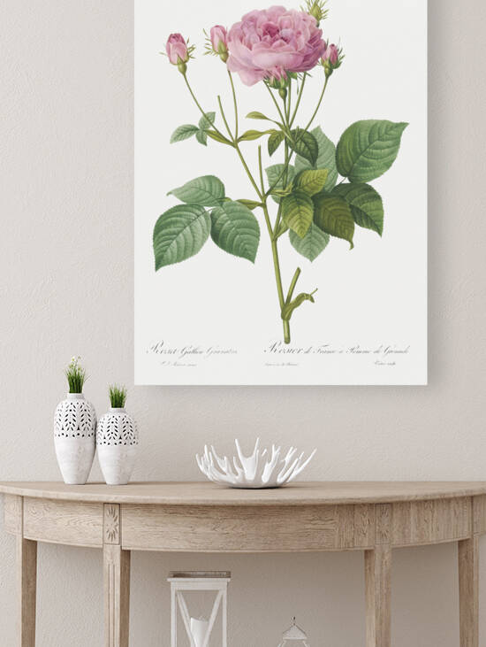 Pink french roses by IStockHistory com
