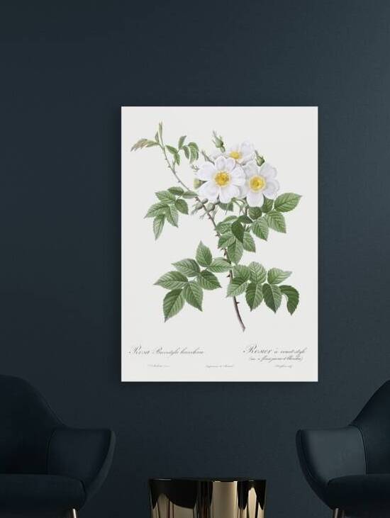 Blooming white rosebush by IStockHistory com