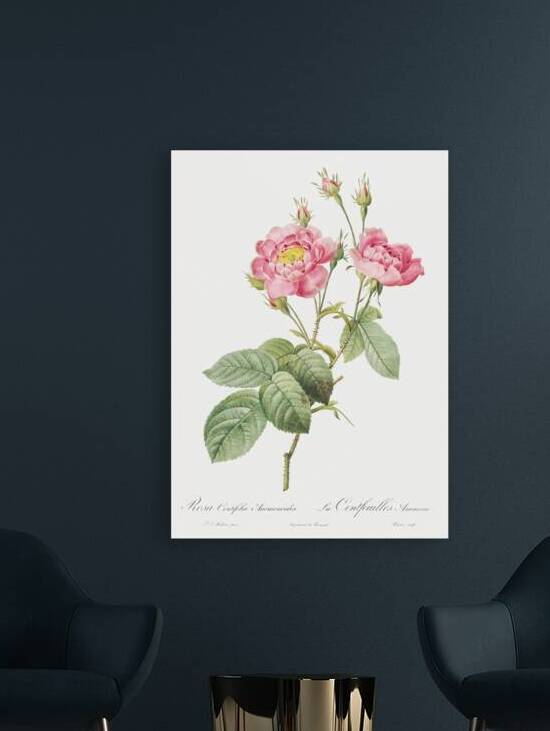 Vintage pink rose by IStockHistory com