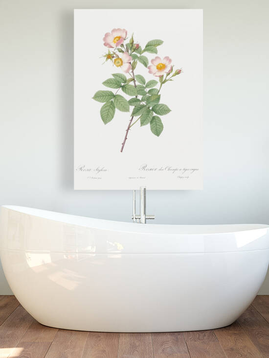 Beautiful field rose by IStockHistory com