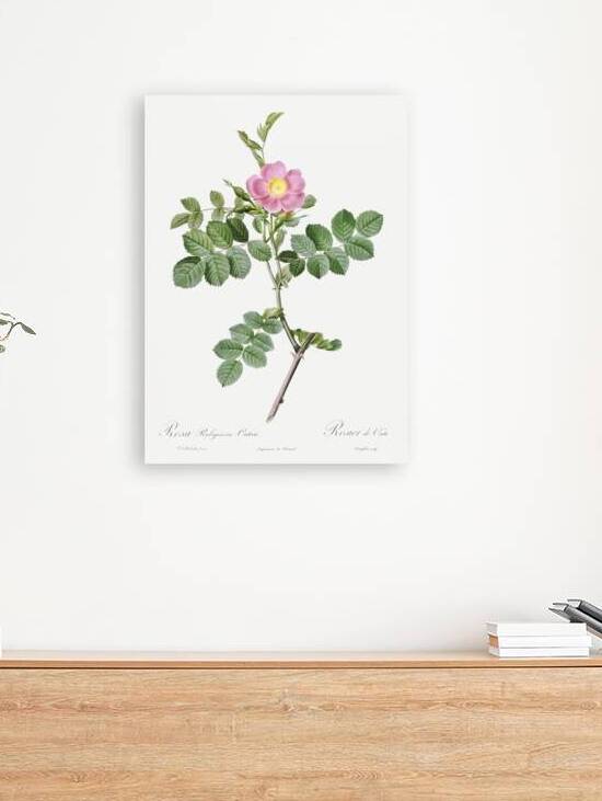 Pink sweet briar rose by IStockHistory com