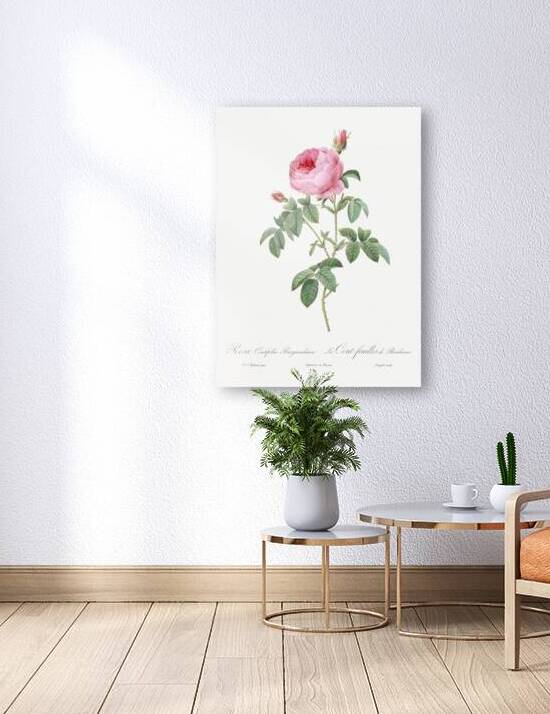Provence rose in bloom by IStockHistory com
