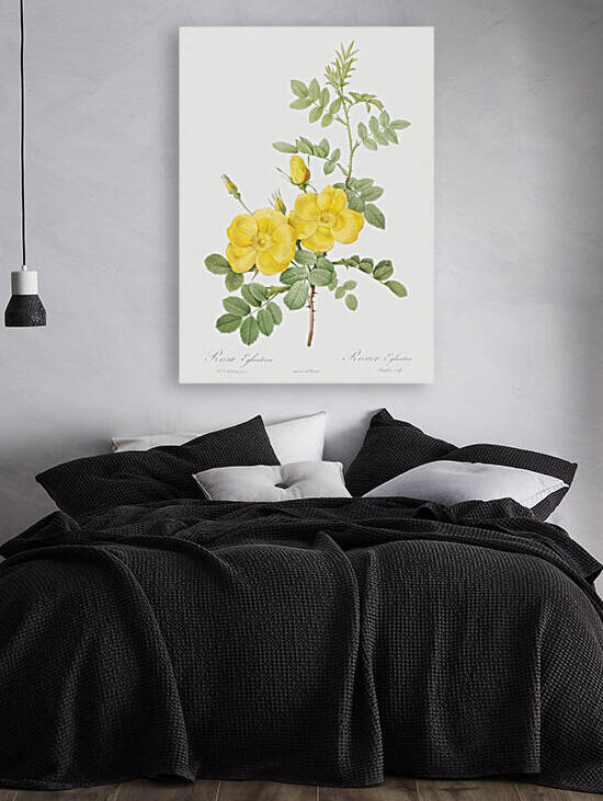 Yellow sweetbriar roses by IStockHistory com