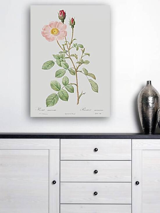 Vintage Musk rose by IStockHistory com