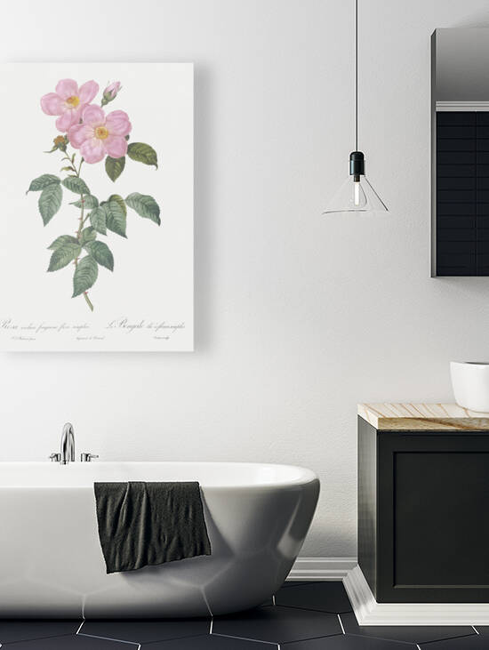 Vintage Musk rose by IStockHistory com