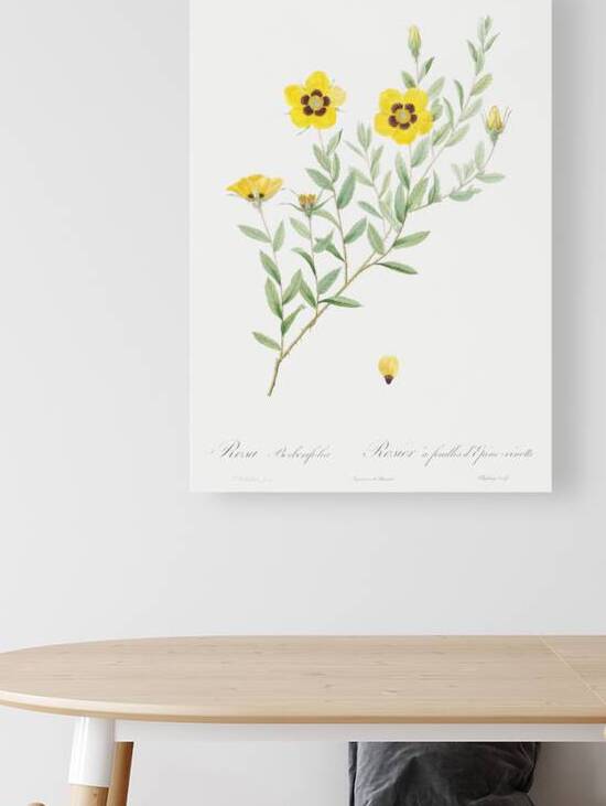 Vintage Rosa persica rose by IStockHistory com