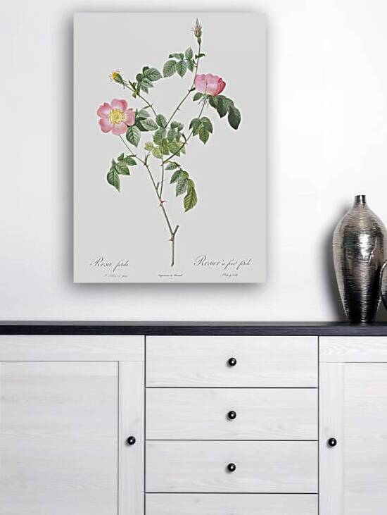 Pink Austrian copper rose by IStockHistory com