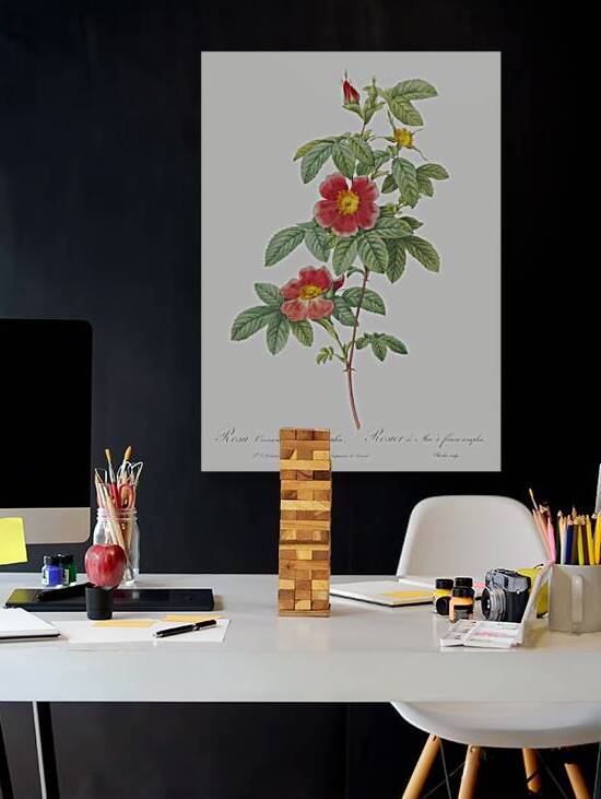 Blooming single may rose by IStockHistory com