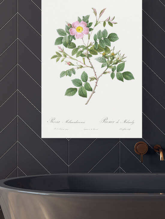 Vintage malmedy rose by IStockHistory com