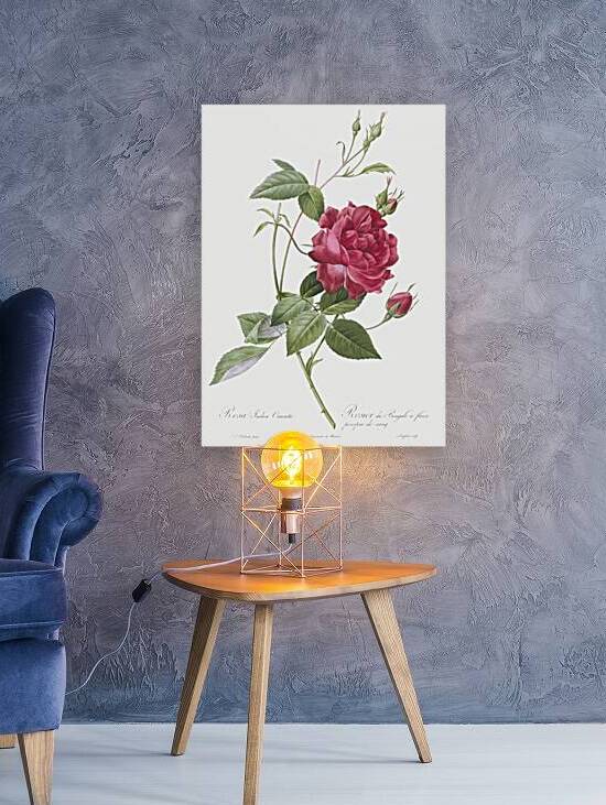 Red bengal rose by IStockHistory com