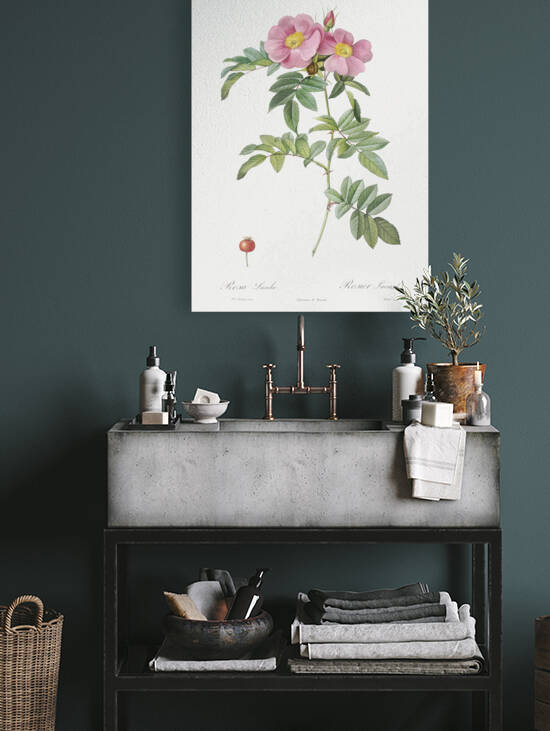 Rosa lucida rose by IStockHistory com