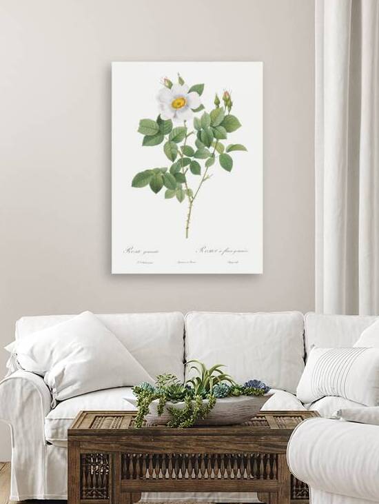 Blooming white roses by IStockHistory com