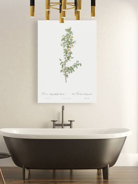 White burnet roses by IStockHistory com
