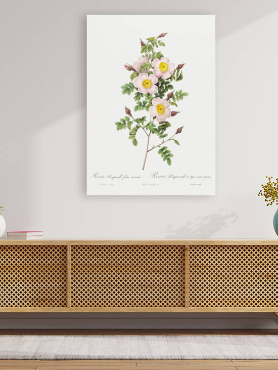 Vintage thornless Burnet rose by IStockHistory com