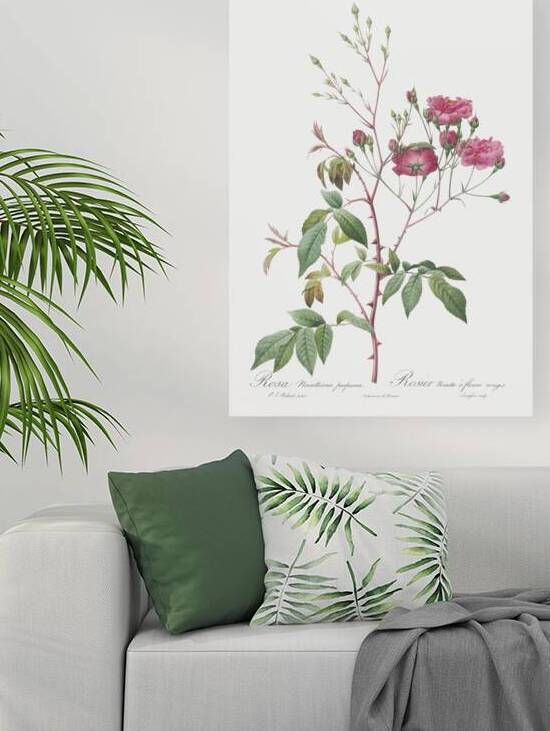 Pink noisette roses by IStockHistory com