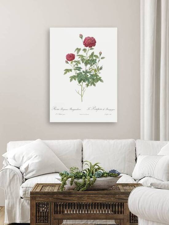 Burgundy cabbage rose in bloom by IStockHistory com