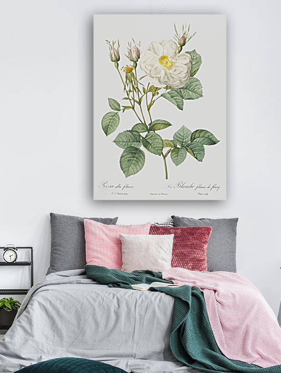 White rose of york by IStockHistory com