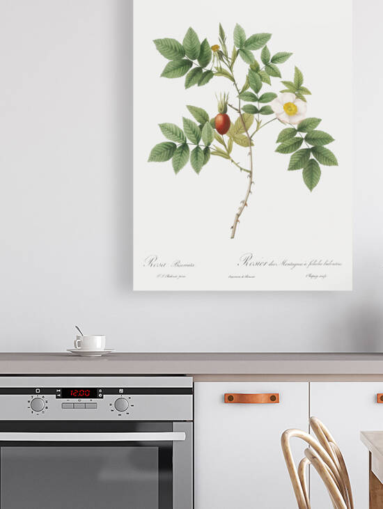 Mountain rose in bloom by IStockHistory com