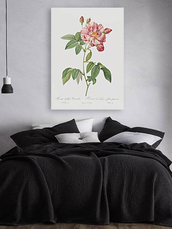 Pink french rosebush by IStockHistory com