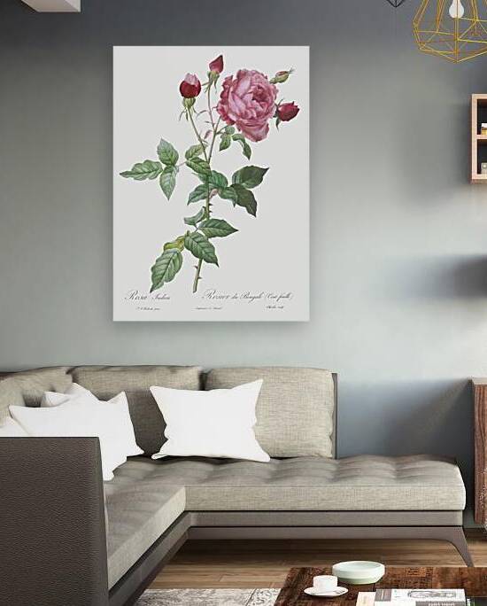 Blooming pink cabbage rose by IStockHistory com
