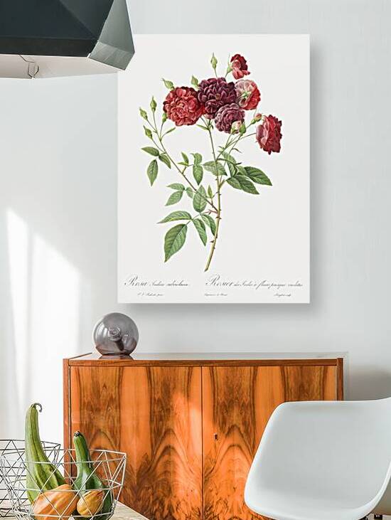 Ternaux rose in bloom by IStockHistory com