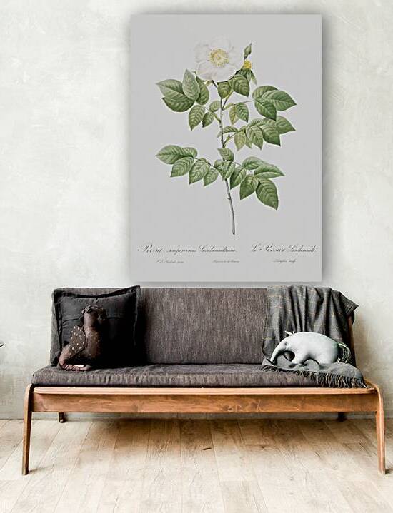 Vintage Leschenaults Rose by IStockHistory com