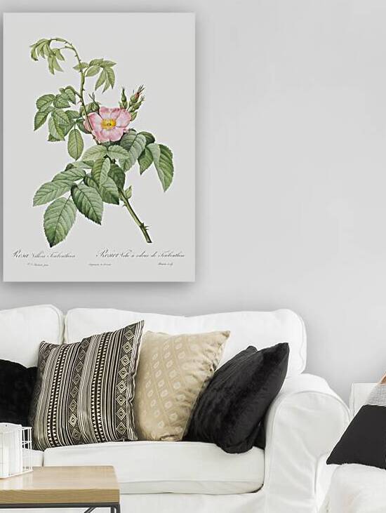 Pink apple rose in bloom by IStockHistory com