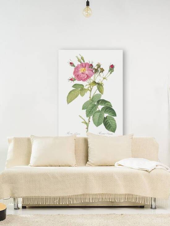 Pink roses in bloom by IStockHistory com
