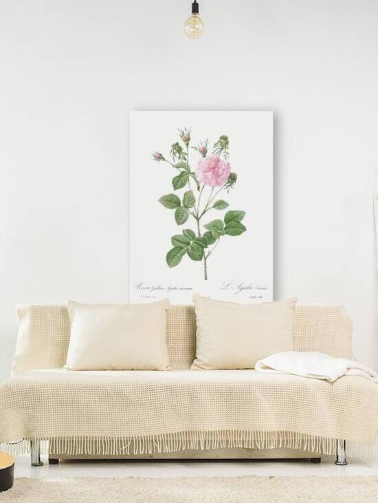 Pink agatha rose by IStockHistory com