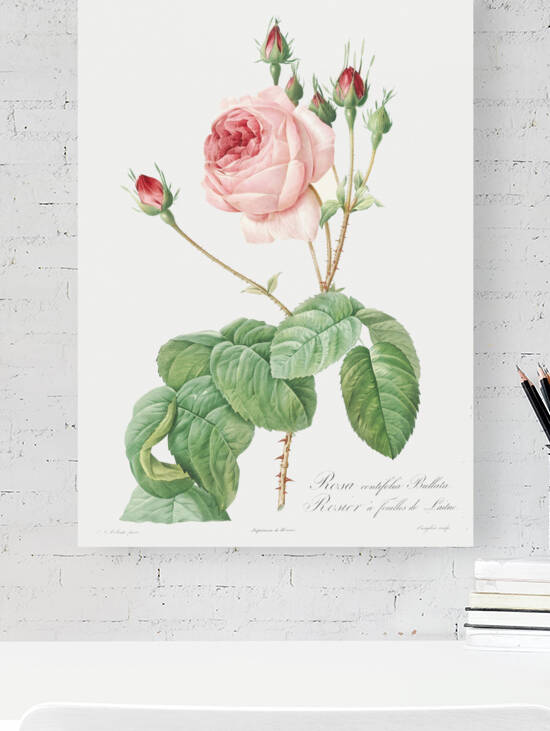 Vintage Provence rose by IStockHistory com