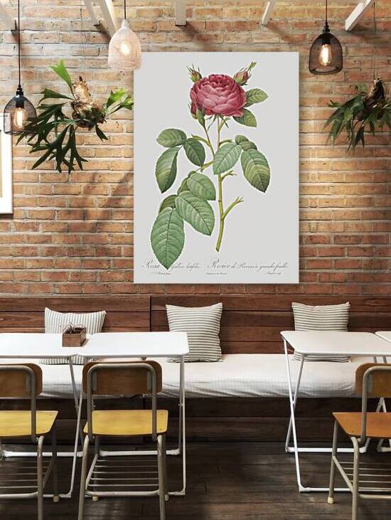 Red gallic rose by IStockHistory com