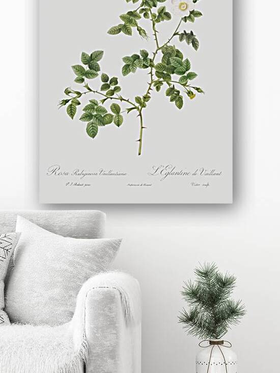 White sweetbriar rose by IStockHistory com