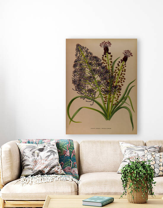 Album van Eeden : Haarlems flora : 1872-1881 by IStockHistory com