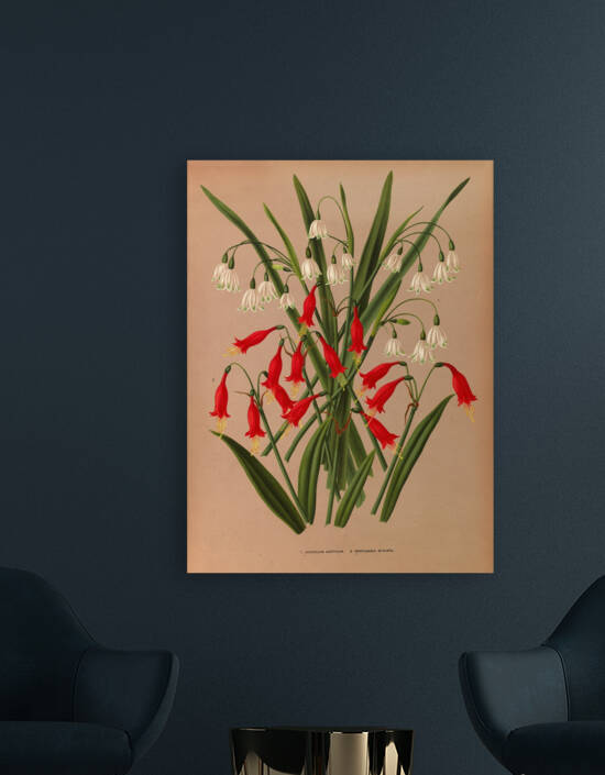 Album van Eeden : Haarlems flora : 1872-1881 by IStockHistory com