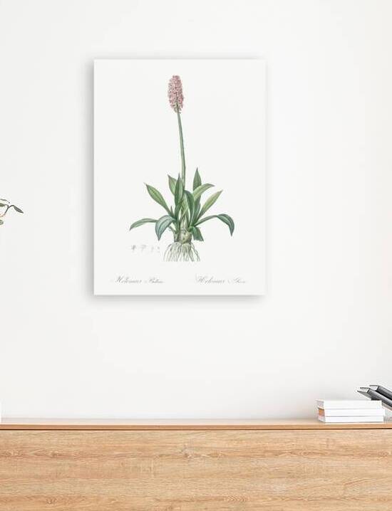 Swamp pink  illustration  by IStockHistory com