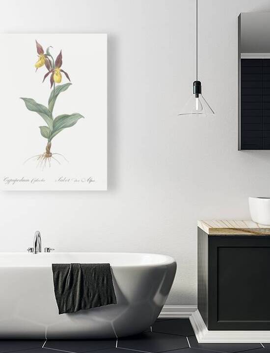 Lady slipper orchid illustration  by IStockHistory com