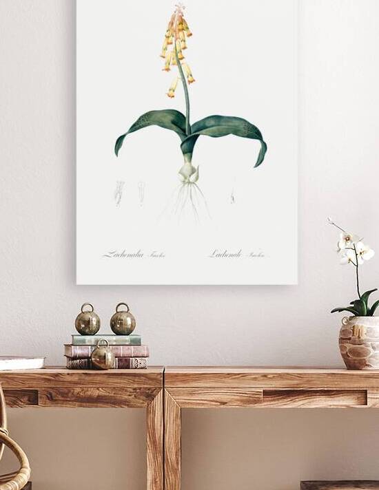 Lachenalia tricolor illustration  by IStockHistory com