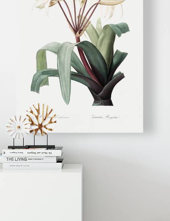 Crinum erubescens illustration  by IStockHistory com