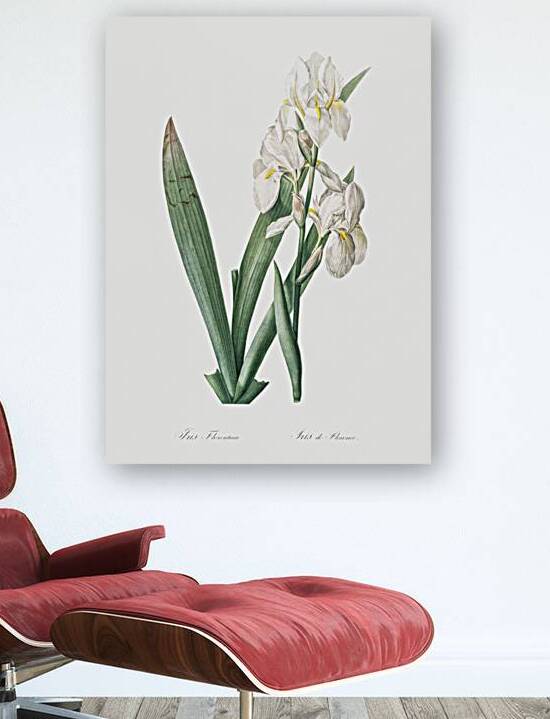 Iris florentina illustration  by IStockHistory com