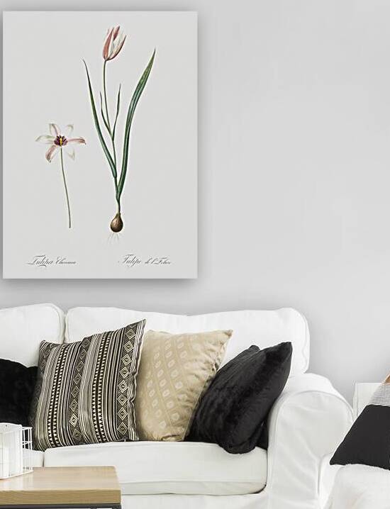 Lady tulip illustration  by IStockHistory com